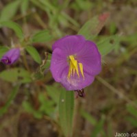 Osbeckia zeylanica L.f.